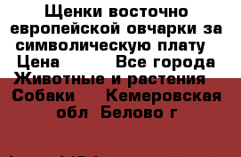 Щенки восточно европейской овчарки за символическую плату › Цена ­ 250 - Все города Животные и растения » Собаки   . Кемеровская обл.,Белово г.